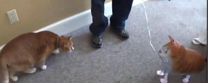 原创主人带回一只玩具猫,猫咪以为要失宠,它的做法让主人看傻眼