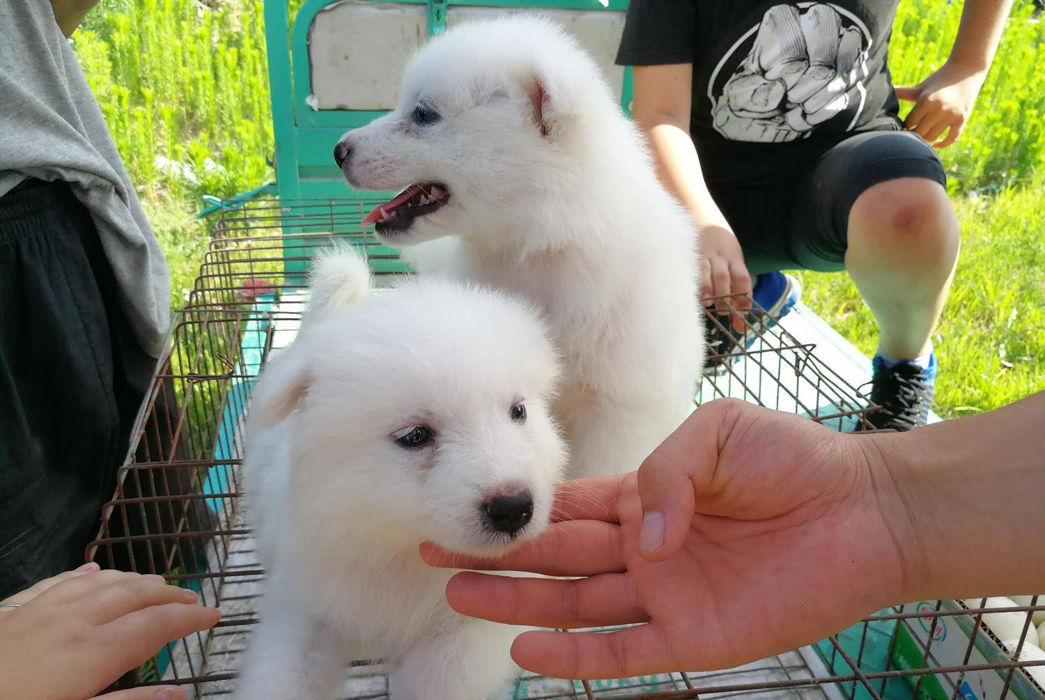 原创小城狗市,白色金毛犬幼崽颜值高引围观,200元一只看了就想买