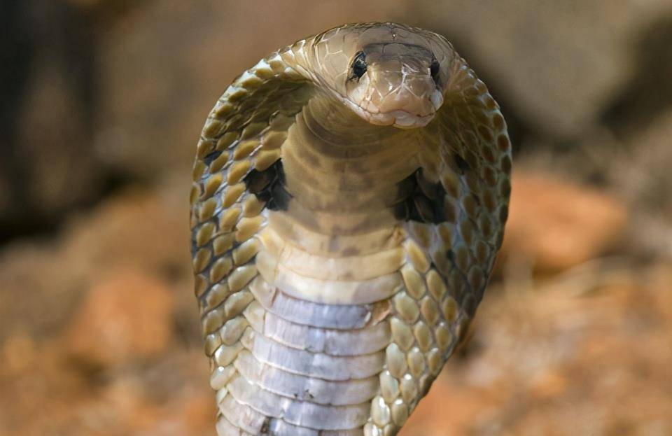 印度眼镜蛇 , 是眼镜蛇科眼镜蛇属的一种毒蛇.