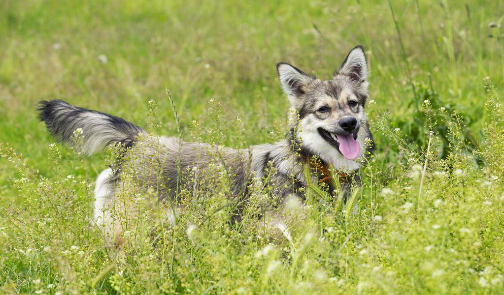 原创瑞典牧羊犬明明是纯种犬看起来却像柯基和狼犬混种