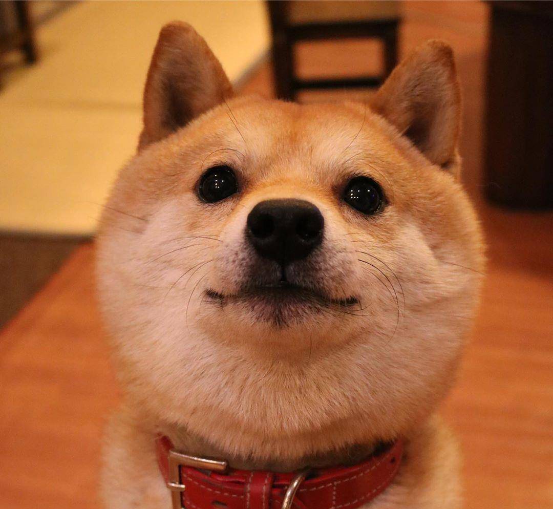 在日本超受欢迎的小柴犬,用胖胖的脸蛋憨憨的笑容,征服网友的心