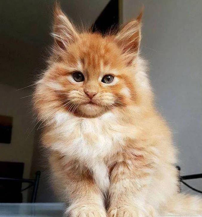 一组霸气的缅因猫图片:如此酷帅的猫咪,谁能扛得住?