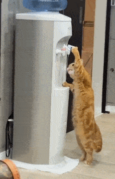 在养猫生活中,不少主人都有发现,猫咪喜欢喝厨房的水,洗手台的水