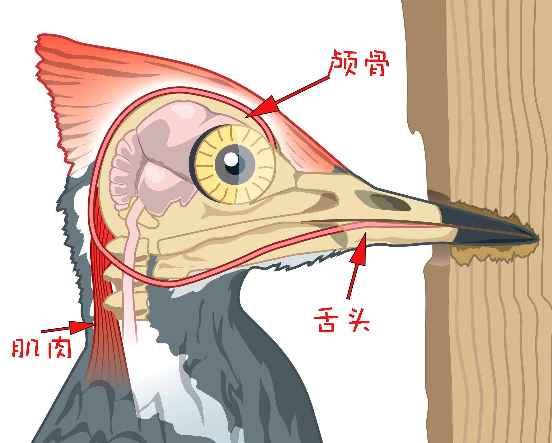 啄木鸟一种令人着迷的动物,它是益鸟还是害鸟?