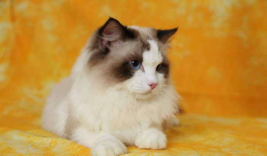 原创怎样才能买到又纯又漂亮的布偶猫