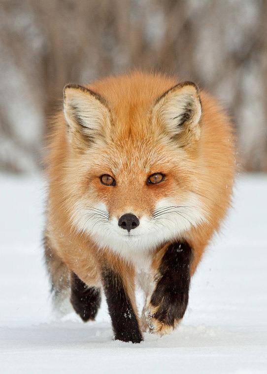 新疆赤狐,最大的狐狸,装死逃生还杀过