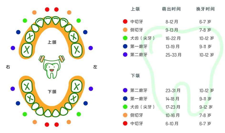 青苗儿童口腔 | 你的收入,足够支持孩子看牙自由吗?_牙齿