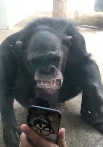 原创当看到黑猩猩自拍时, 所有的人都觉得哪里怪怪的: 这不就是我吗