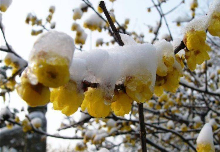 原创5种耐寒的花,冬天大雪压枝,姿态更优美