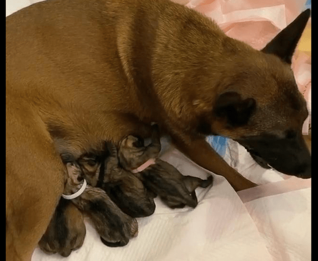 原创哈士奇马犬意外结合,后代样貌让人好奇,出生后果然没让大家失望