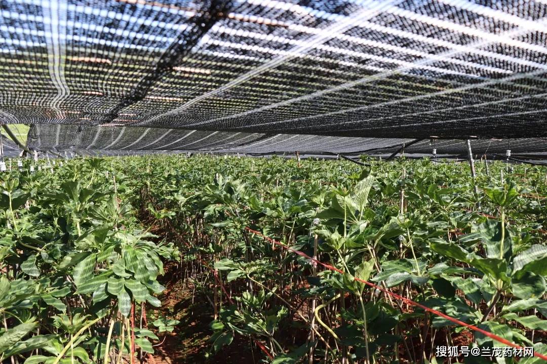 云南中药材滇重楼昆明第一家滇重楼种植示范基地在嵩明挂牌