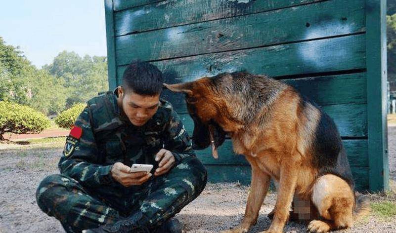 原创你一定想不到我国的军犬待遇竟这么高特种兵也自叹不如