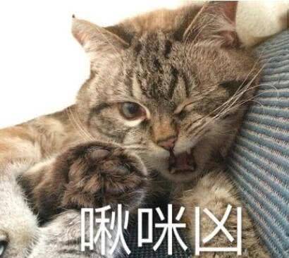 原创当你家猫主子生气了——你可以这样做