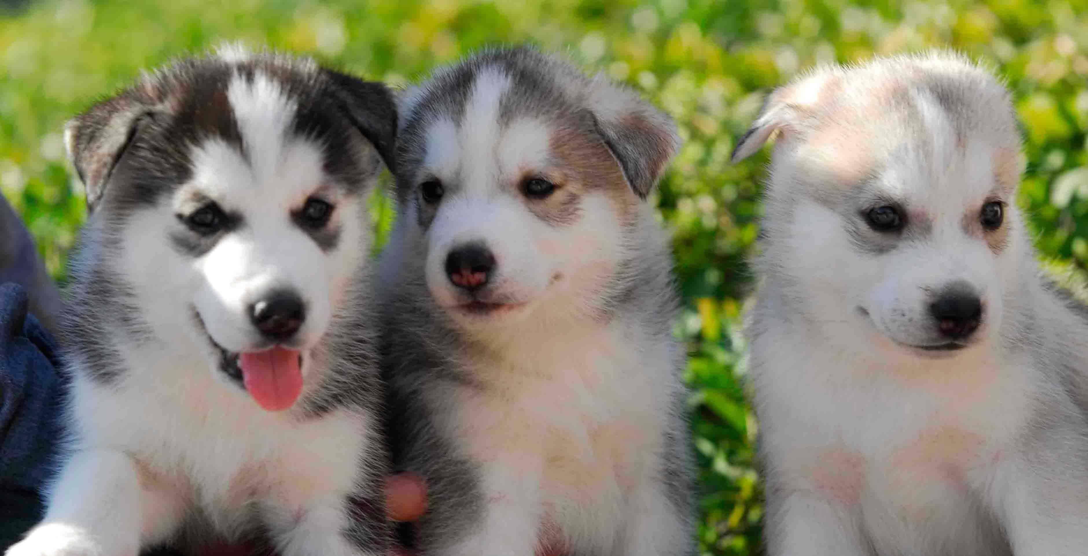 边境牧羊犬,智商第1名,那哈士奇呢?