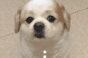 自拍萌宠的堕落史丨揭秘猫狗艳照合集