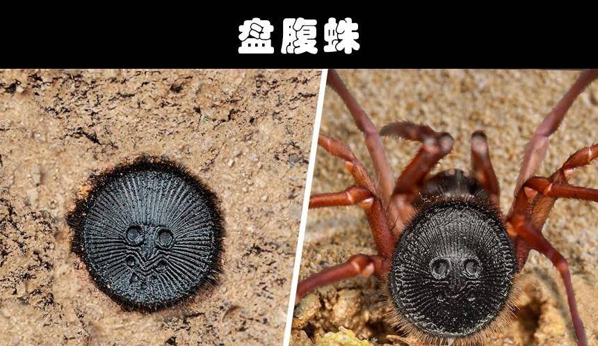 原创细数世界各地存在的10大奇怪的毒蜘蛛