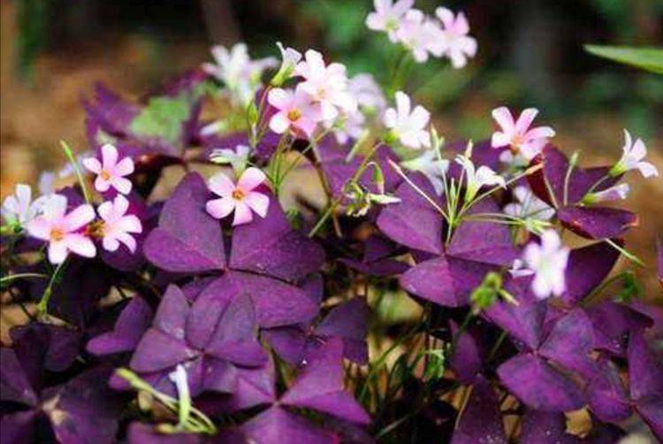 原创紫色的酢浆草叶形似蝴蝶随风起舞真美丽