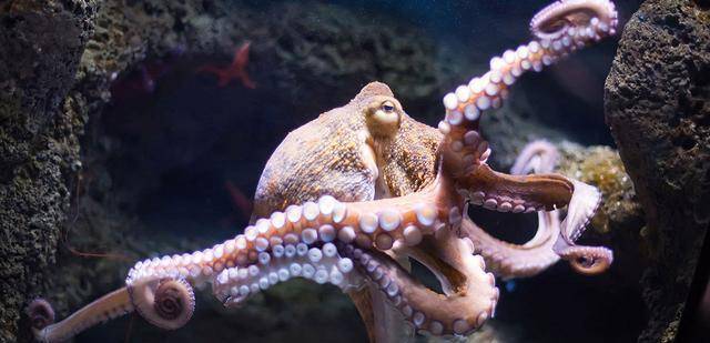 世界上最可爱的小章鱼, 还会害羞捂脸, 迷倒众人