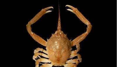 原创全球6种最怪异的螃蟹, 见过三种算你厉害! 第一的它高达3.8米