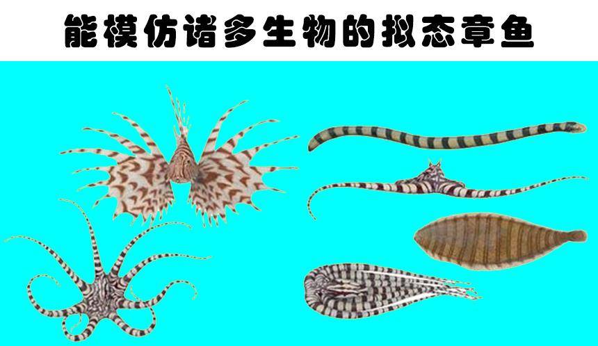 原创科学家在深海里发现的8种神秘而又怪异的生物