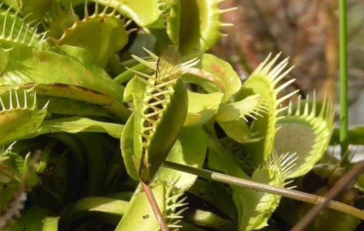 家里养盆"捕蝇草",专捉苍蝇和蚊子,好玩又有趣_植物