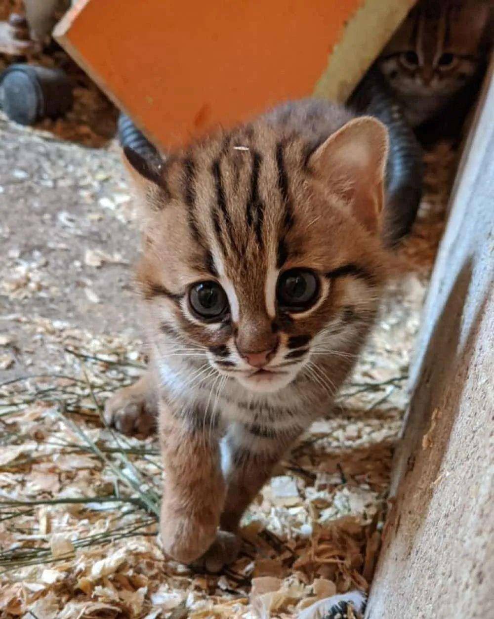 原创出生时仅约60克,世界最小猫科动物幼崽亮相:它们是疫情中的希望