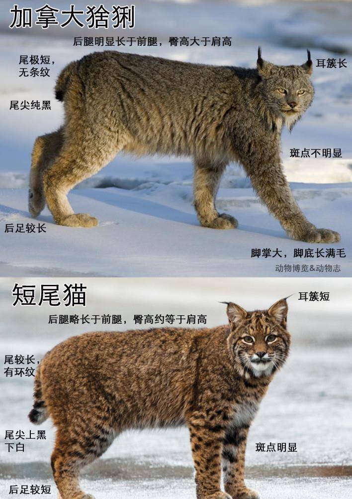 辟谣:短尾猫也是一种猞猁!猞猁天线更长,短尾猫更威猛
