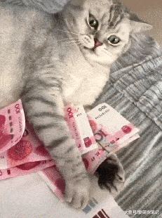 网友:这就是传说中招财猫,看到这么爱钱如命的财猫,真想养一只啊!