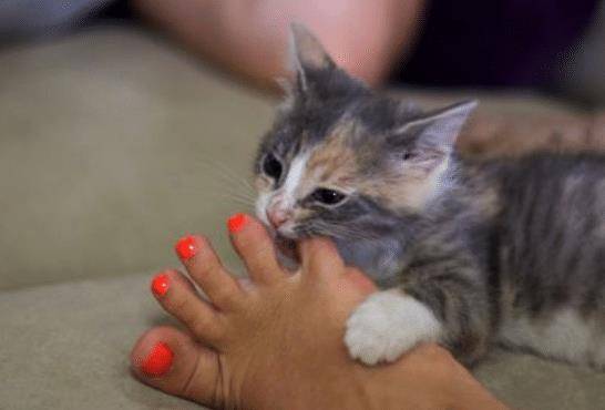 原创猫咪特爱啃人的脚趾,到底是怎么回事,有什么好方法阻止猫呢?