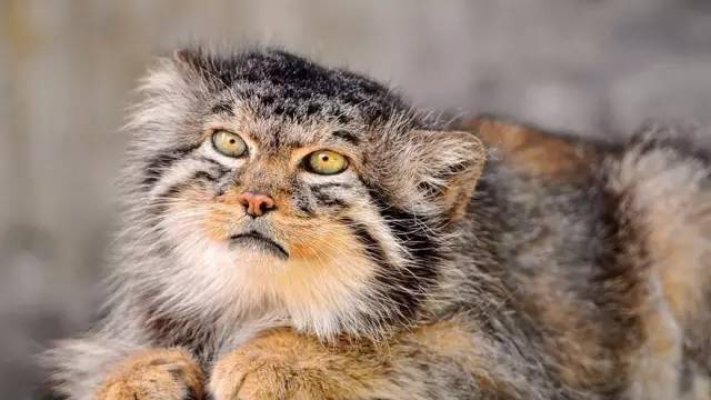 表情恶狠狠的帕拉斯猫,真的是世上最凶猛的猫,你见过吗?