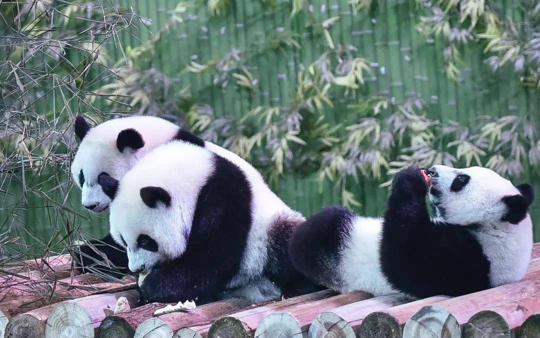 <b>
美国国家动物园举行大熊猫抵美50周年庆祝活动(图)</b>