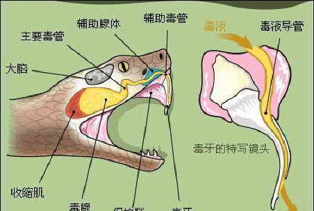 根据毒牙的分类不同,蛇类也分为管牙类毒蛇以及前后沟牙毒蛇,这里面后