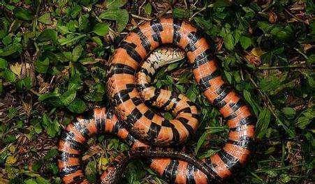 原创在农村菜园子,看到一条红蛇,这种红蛇是什么蛇