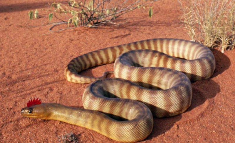 虎斑颈槽蛇了,在农村里叫这种蛇"野鸡脖子",因为习性经常出现在农村里