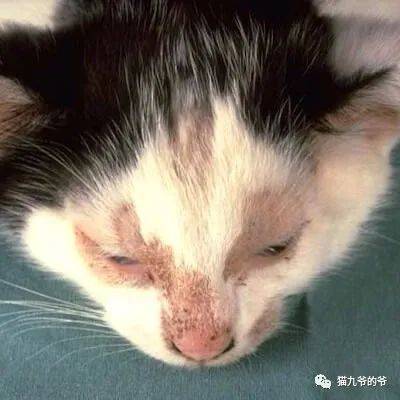 猫九爷:猫的皮肤真菌感染