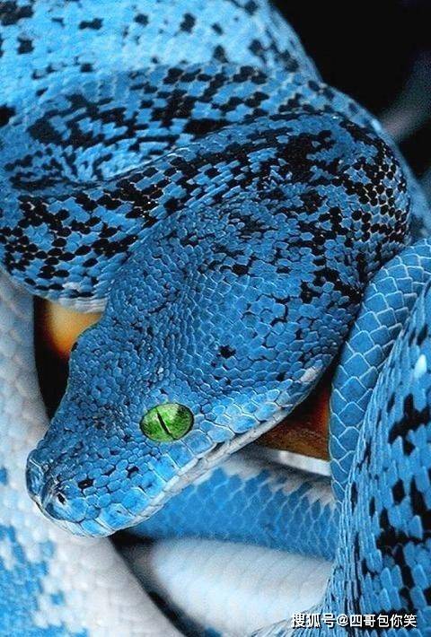 的雨林中, 不具有毒性 ,其身上布满着蓝色的斑点,甚是迷人,蓝蛇在每