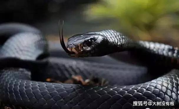 原创非洲死神——黑曼巴蛇