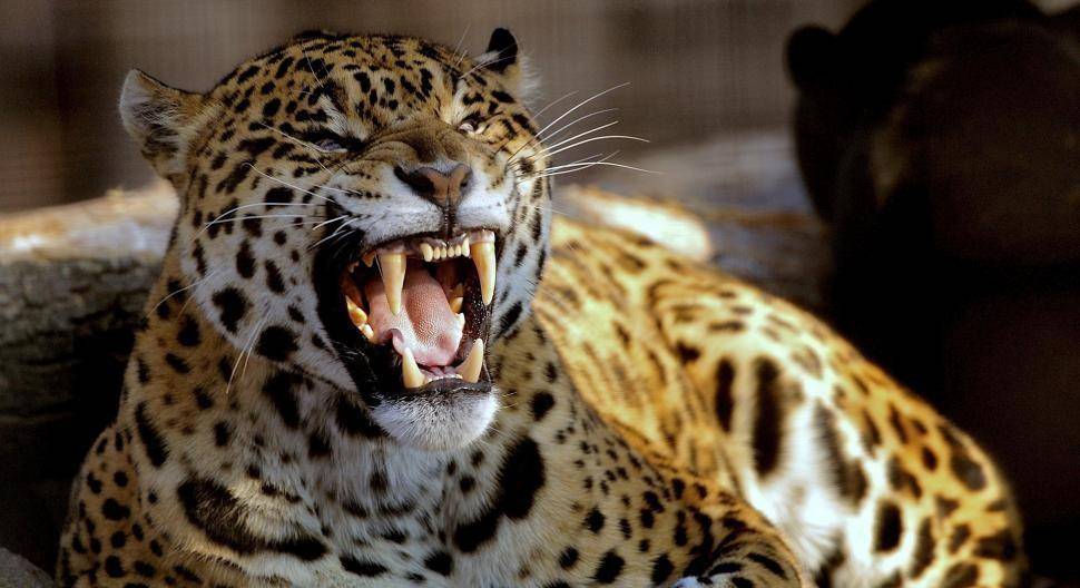 美洲豹独特的捕猎技能让它无敌,为何它的数量却在不断下降?