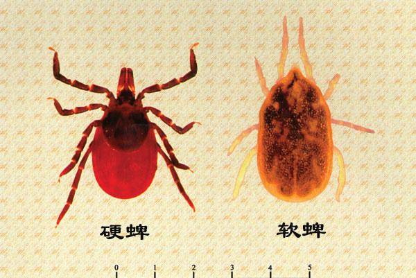 原创可怕的蜱虫不知不觉中吸食汁液还夺人性命