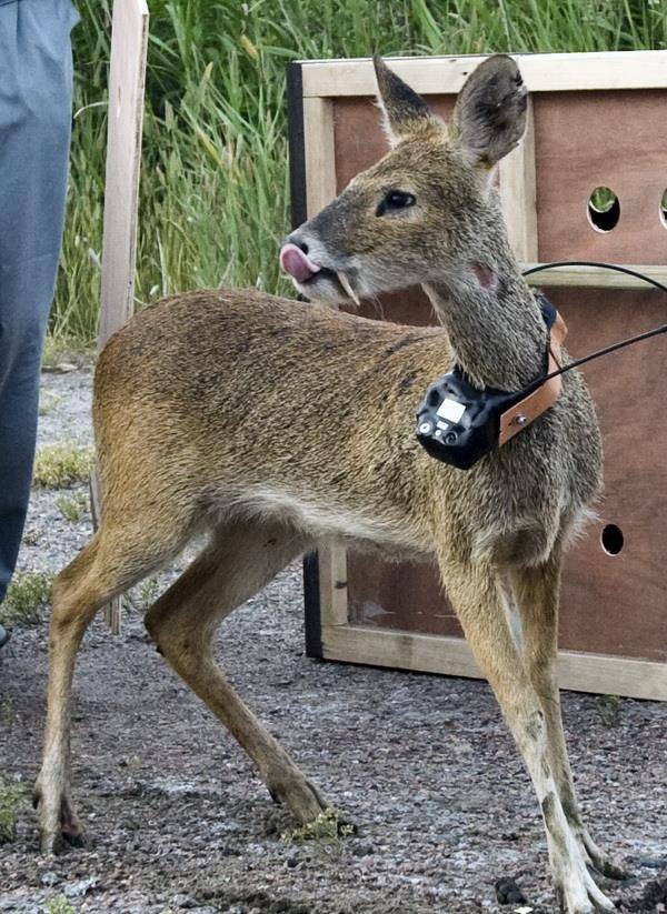 你见过长獠牙的小鹿吗它们其实很胆小獐