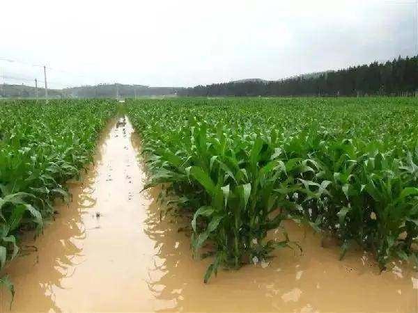 河南大暴雨致734.6千公顷农作物受灾,农作物受灾后改如何补救?