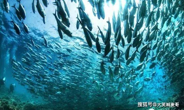 不可思议的鱼墙:谁敢闯这深海鱼群风暴?