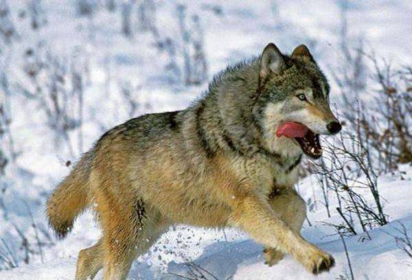 原创世界上体型最大的狼,1925年被认定灭绝,如今有人称看到活体