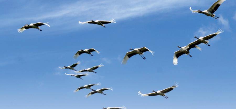原创人类不可无珍禽丨江苏盐城湿地珍禽国家级自然保护区的丹顶鹤