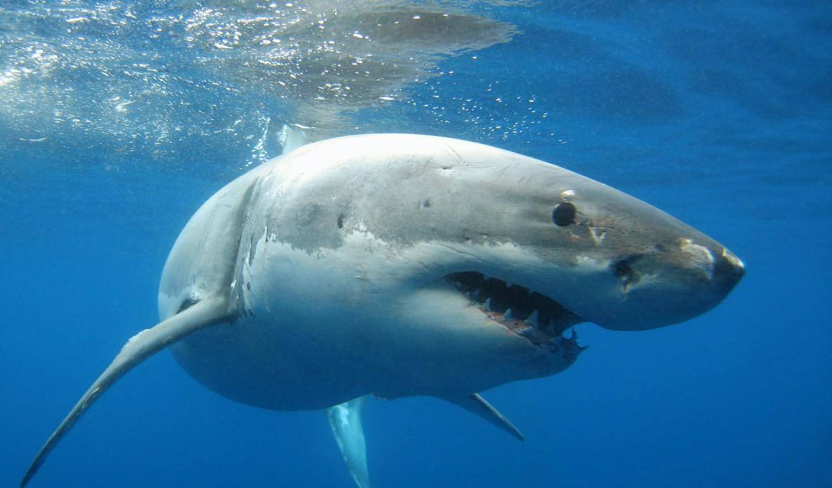 原创海洋里的大吃货研究发现大白鲨的饮食结构比之前认为的更复杂