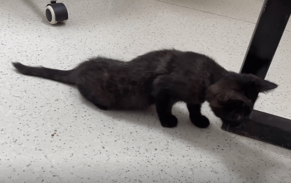 猫咪拖着后腿行走