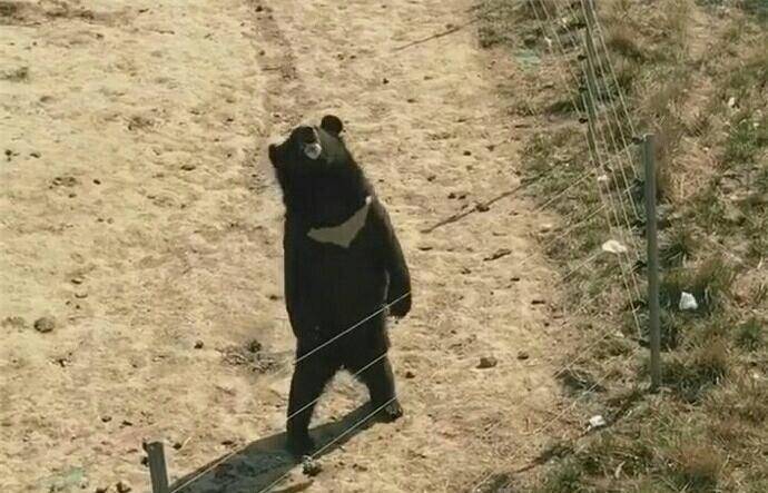 黑熊最强表情包! 黑熊向游客招手示意 忍不住笑出声
