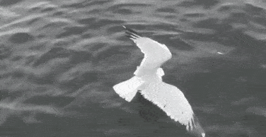 黄鼠狼在海里捕食海鸥,网友:这是一场跨越海陆空的战斗