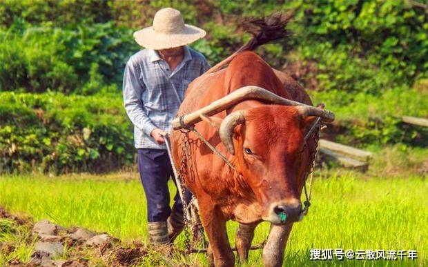 误会其意思,以为古人雇人的时候为了省钱,专门找那种智商比较低下的人