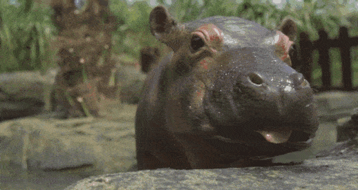 即使是陆地上第三大的动物,其短距离奔跑速度却能达到时速40千米.